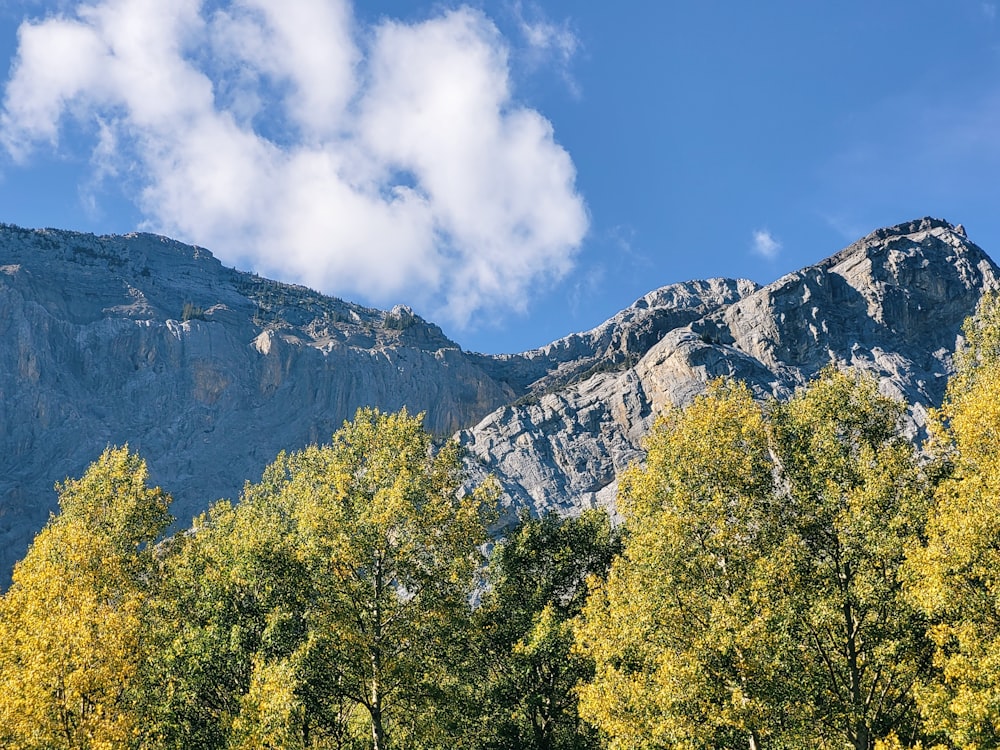 a group of trees and mountains