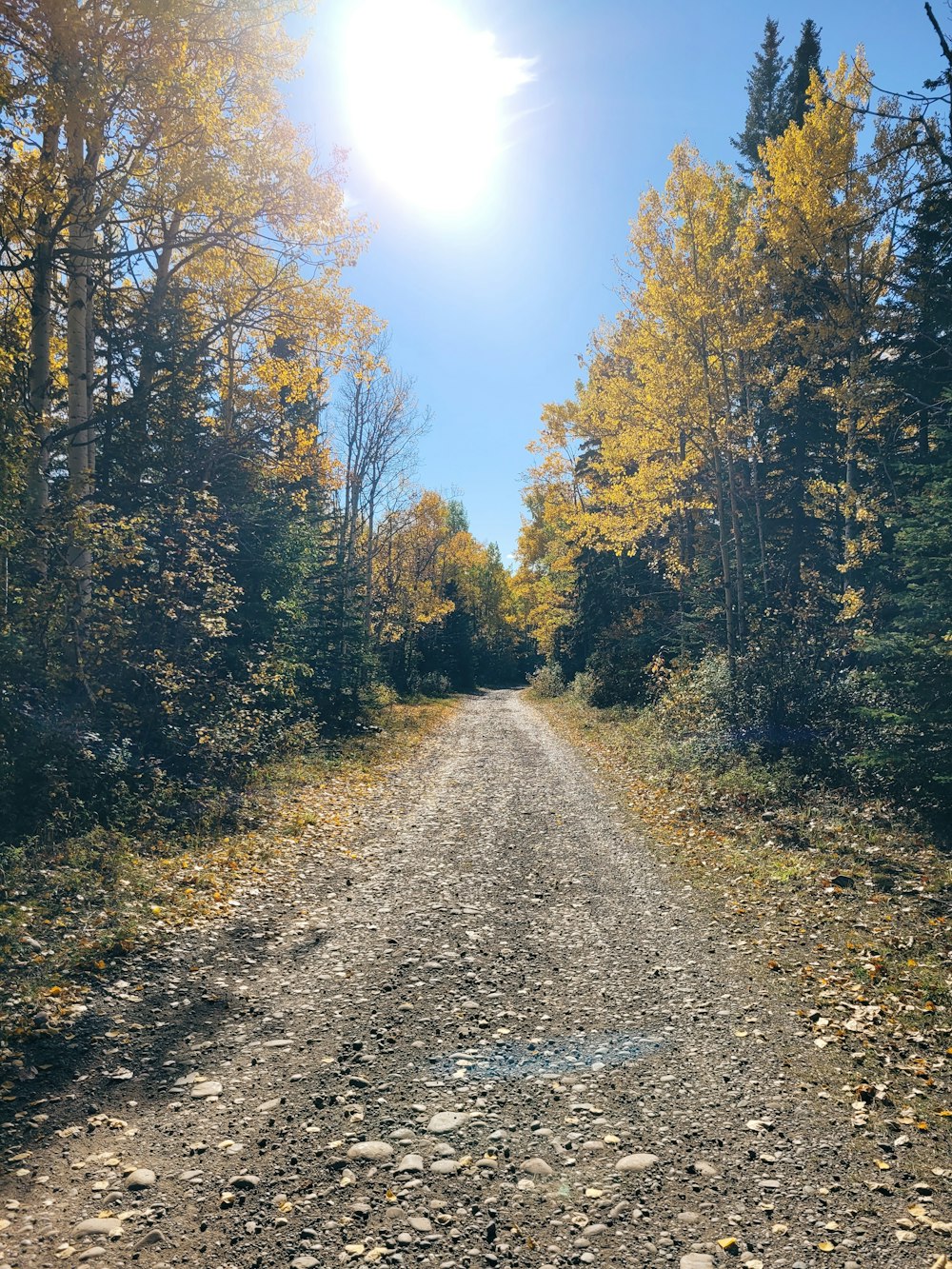 a dirt road with trees on either side of it