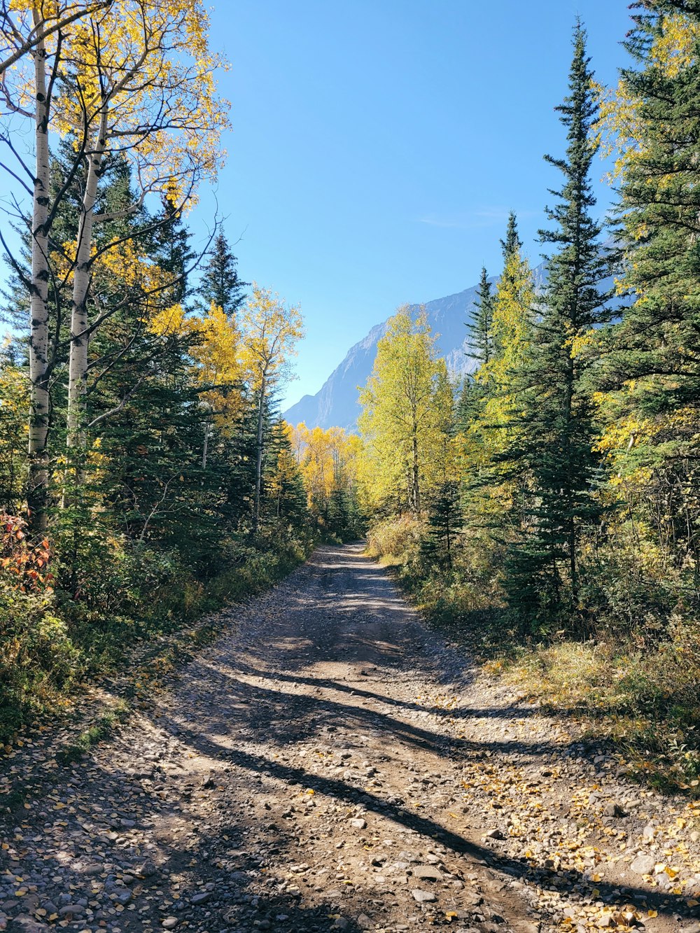 a dirt road in the woods