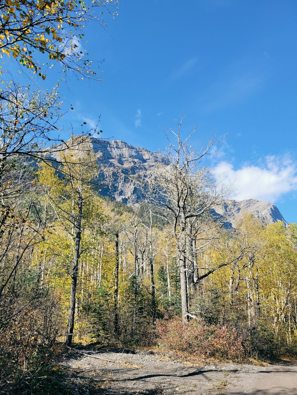 a forest with trees and mountains in the background