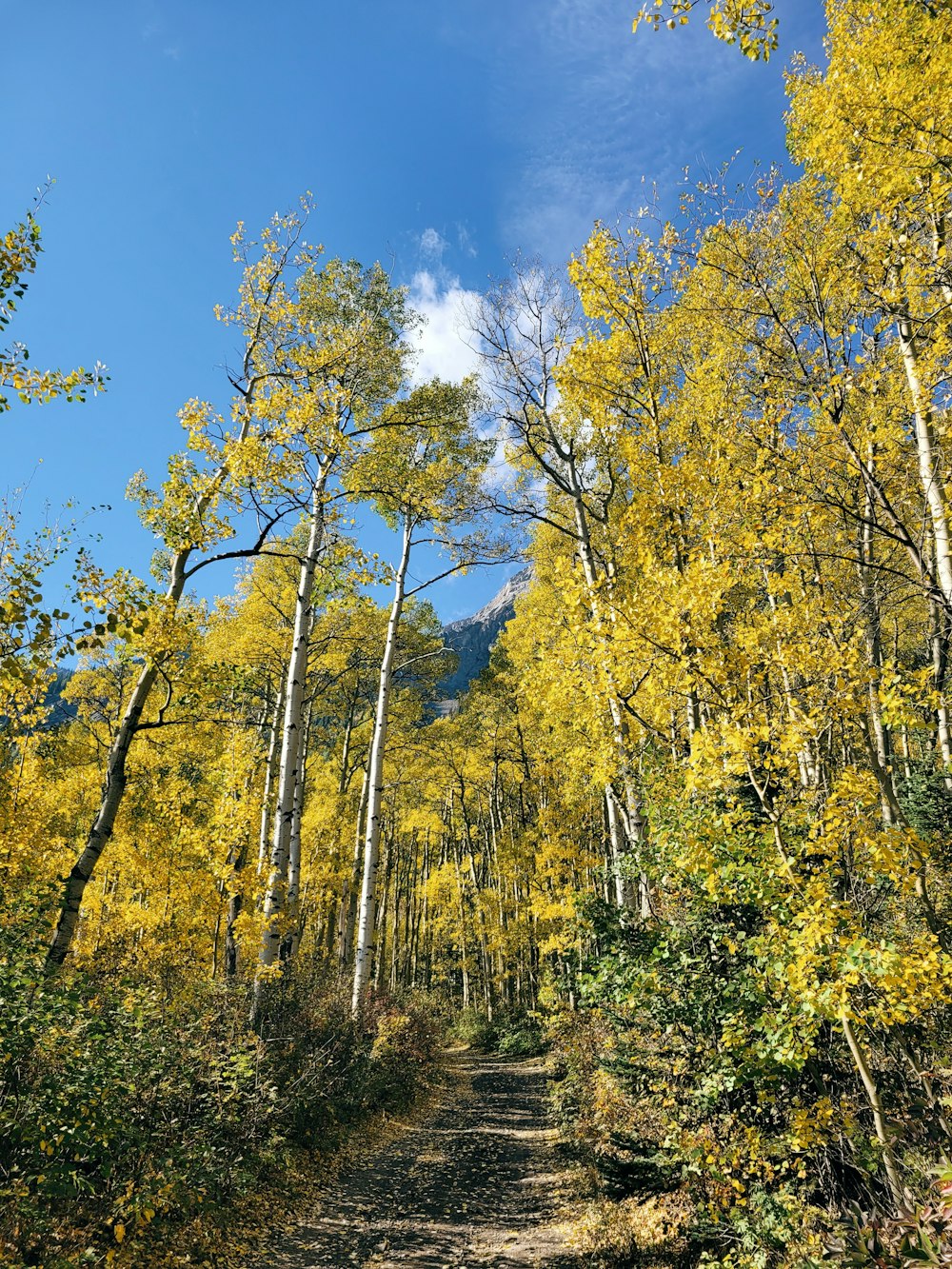 a dirt road surrounded by trees