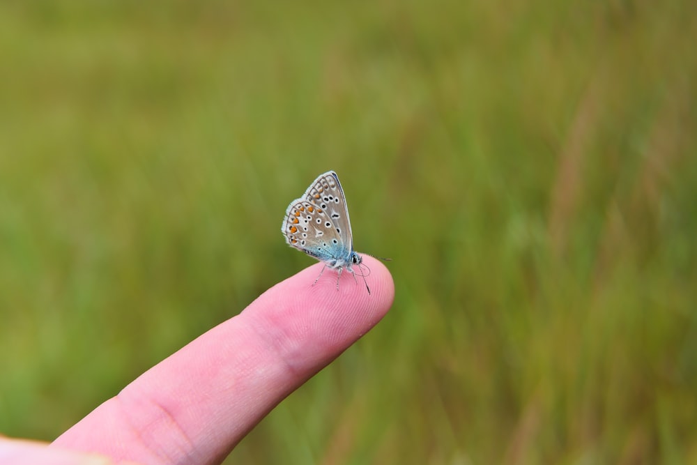 a person holding a small butterfly