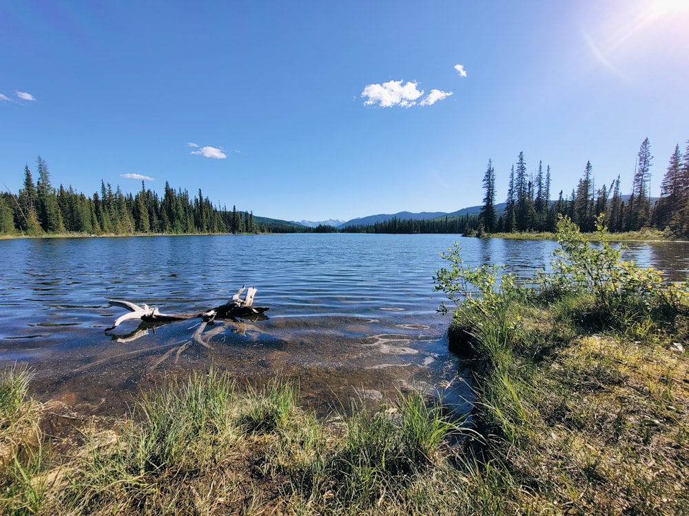 a lake with trees and grass