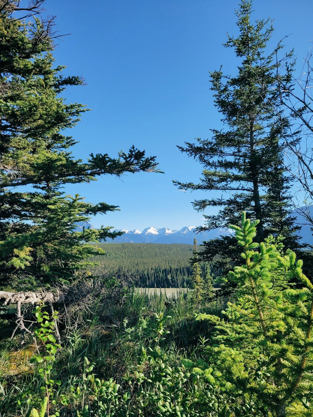 a view of a mountain range from a forest