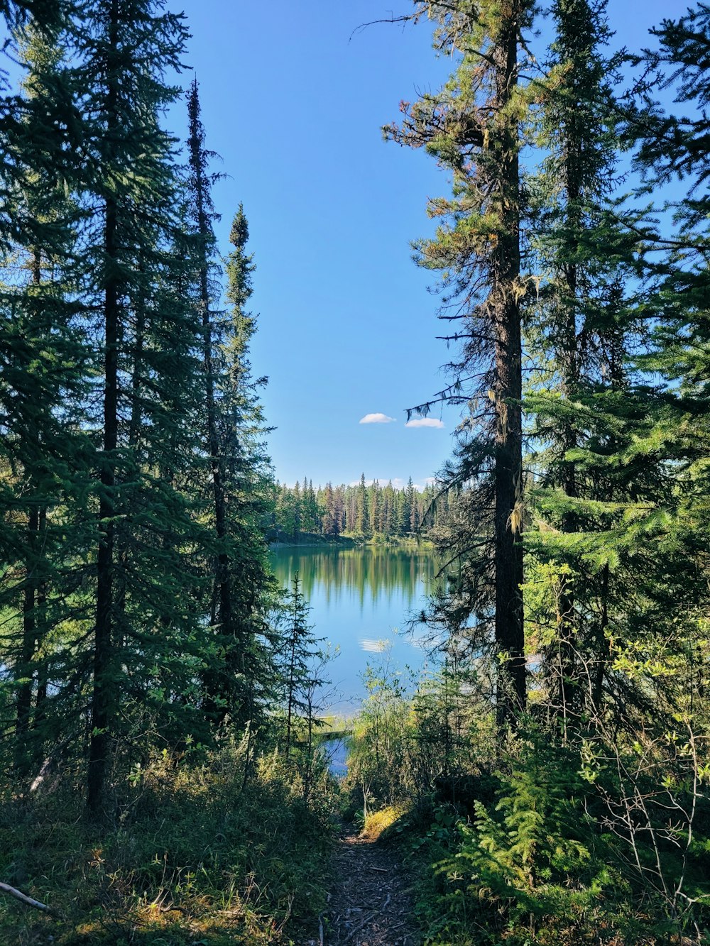 a lake surrounded by trees