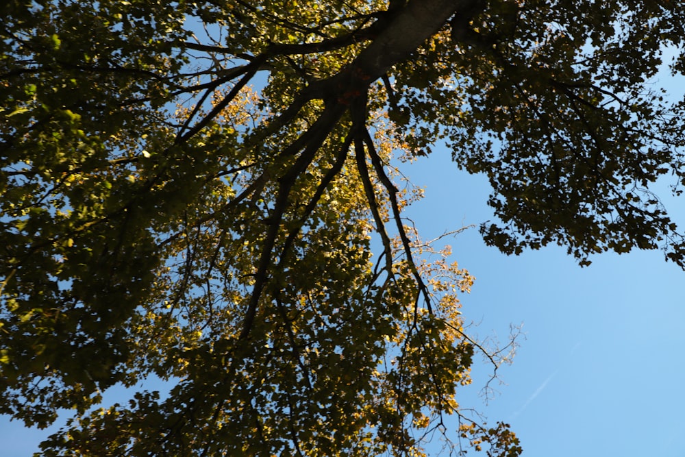 looking up at a tree with yellow leaves