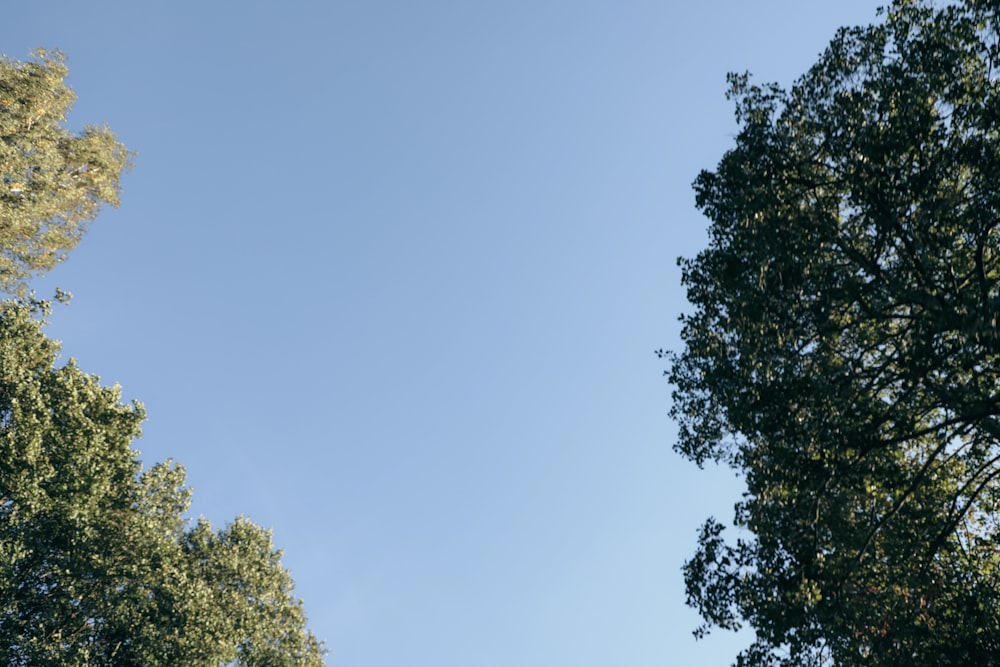 trees and blue sky