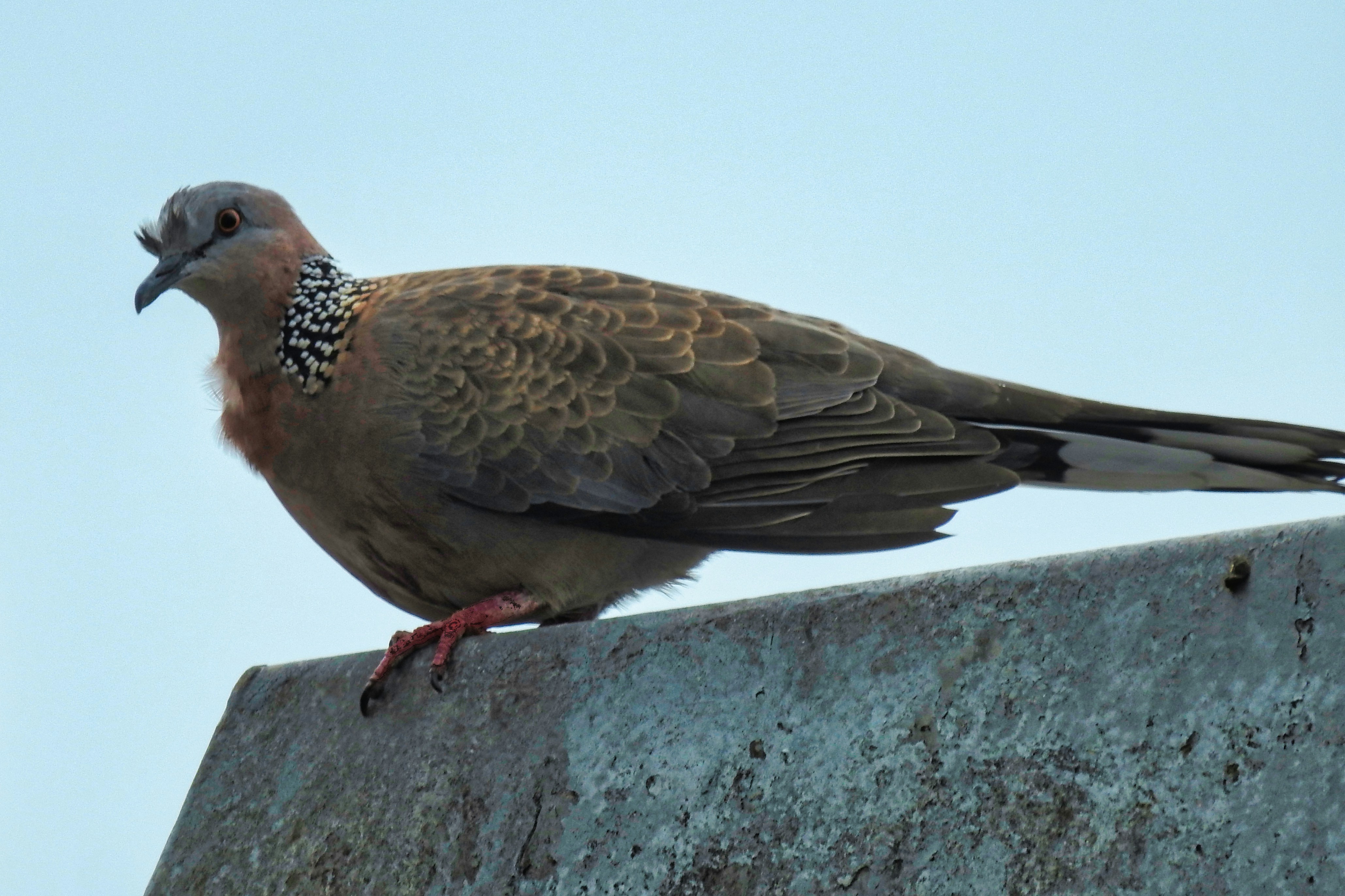 Photo by thomaskinto