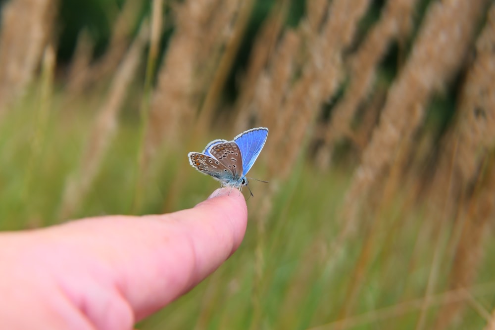 a person holding a bird in the grass