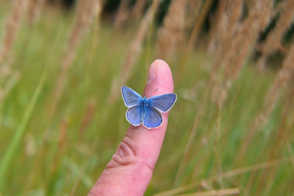 a hand holding a flower