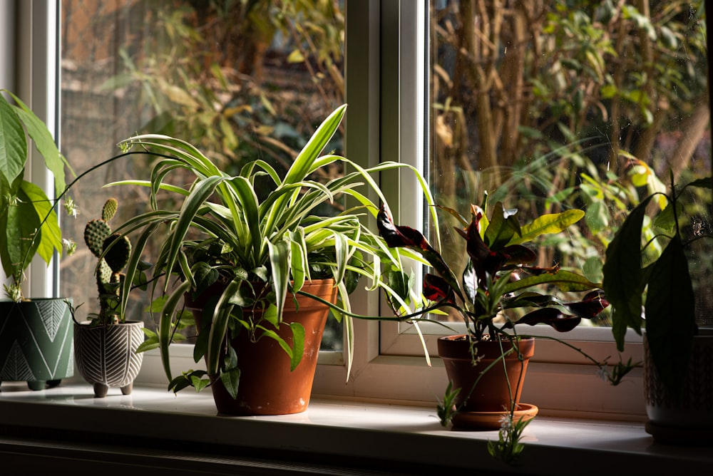 a group of potted plants