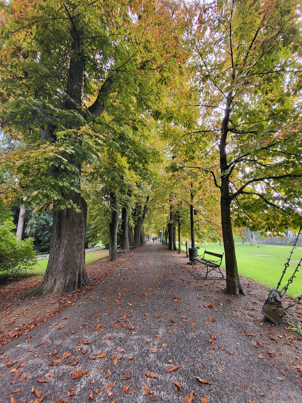 a path with trees on the side