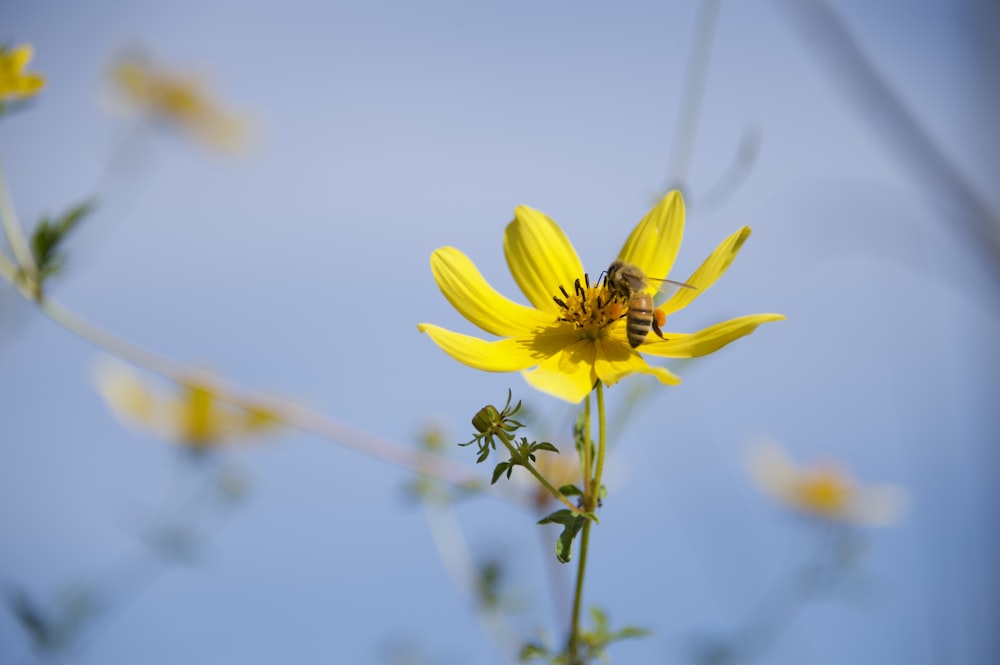 a bee on a yellow flower