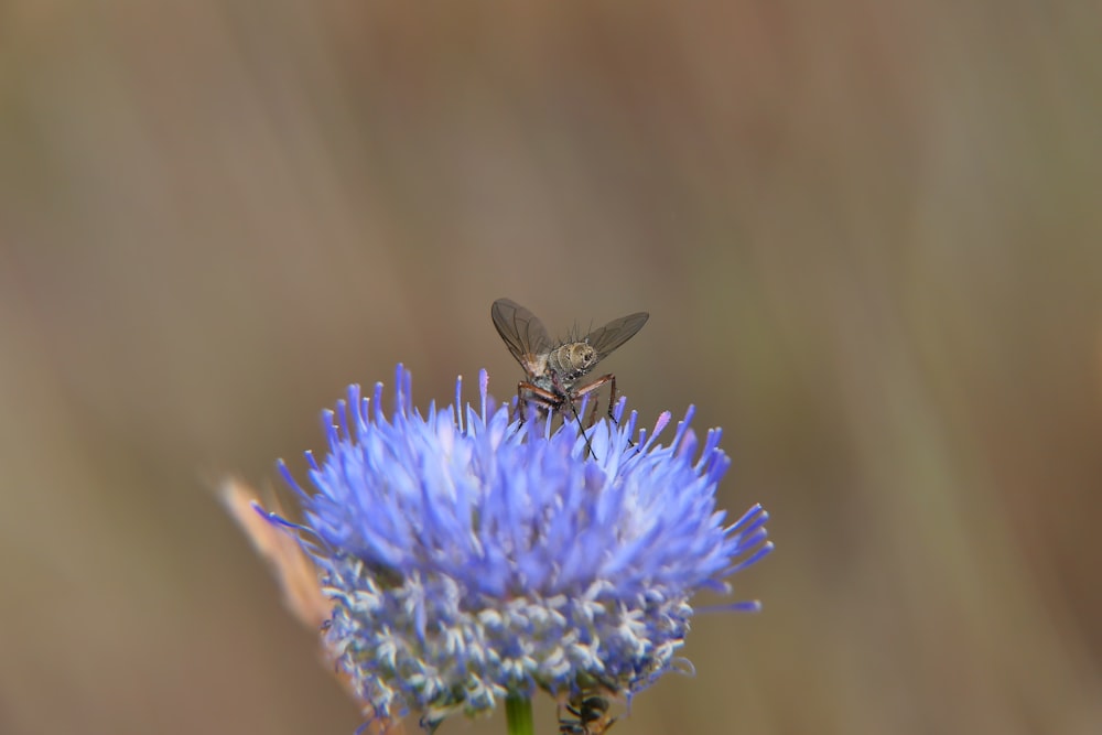 a close up of a flower