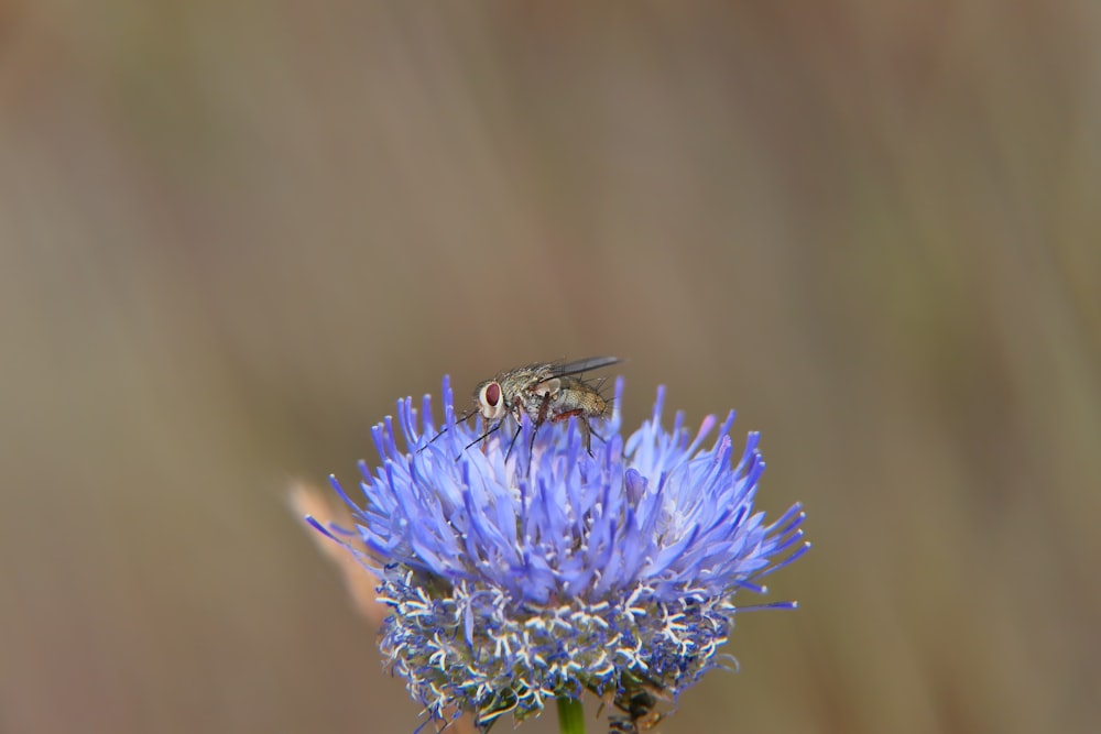 a close up of a flower