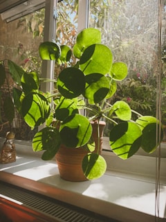 a potted plant on a window sill