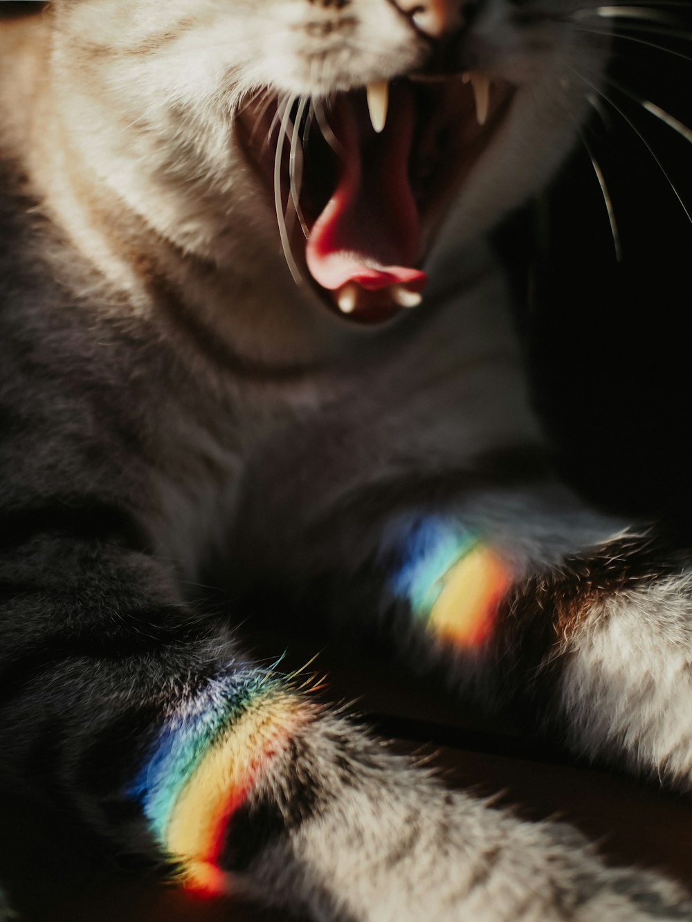 a close up of a cat with its mouth open