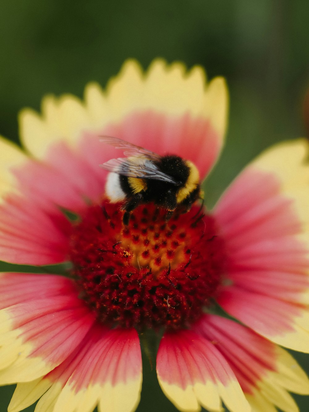 a close up of a flower