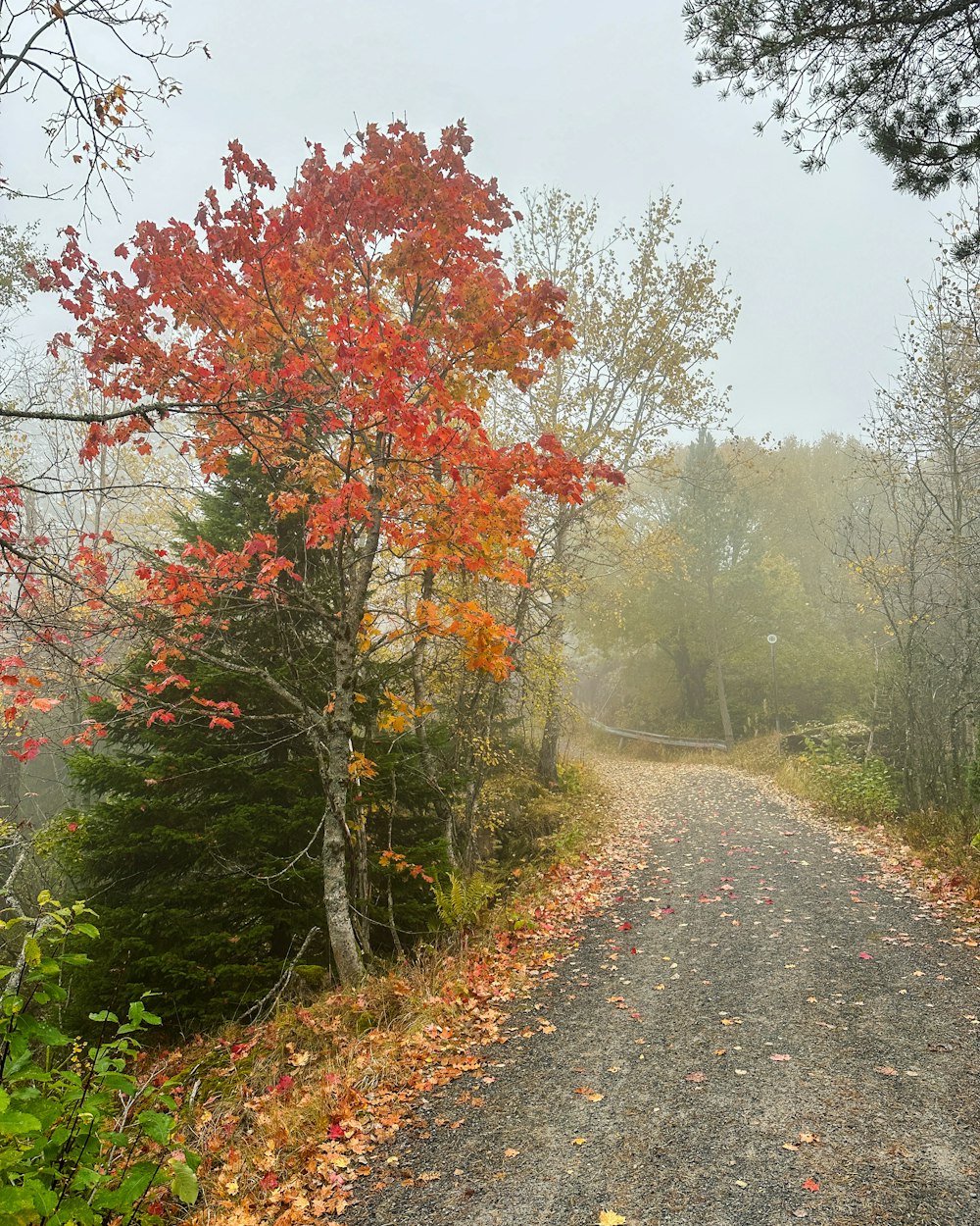 a tree with red leaves