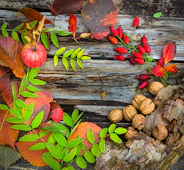 a group of red flowers