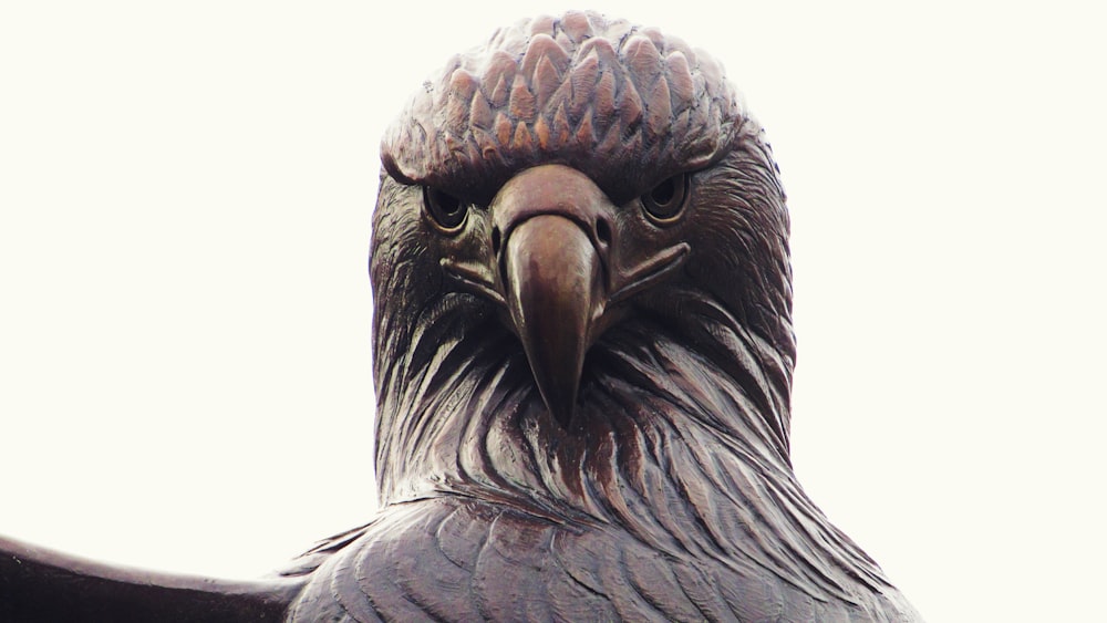 a close up of a bird