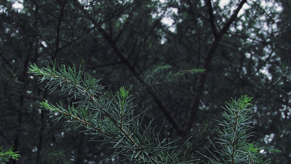 a forest with trees