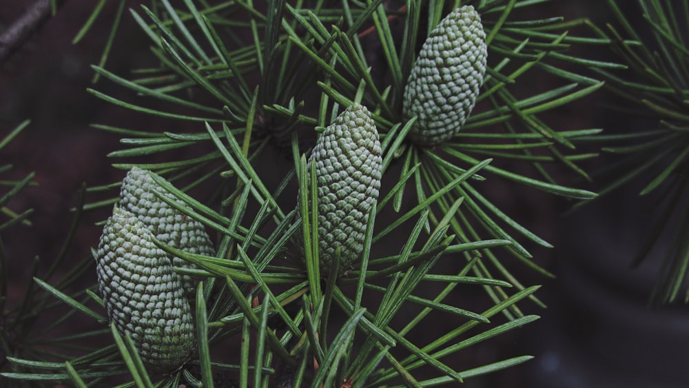 a close up of a cactus