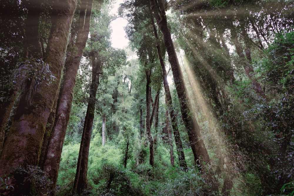 a forest with trees