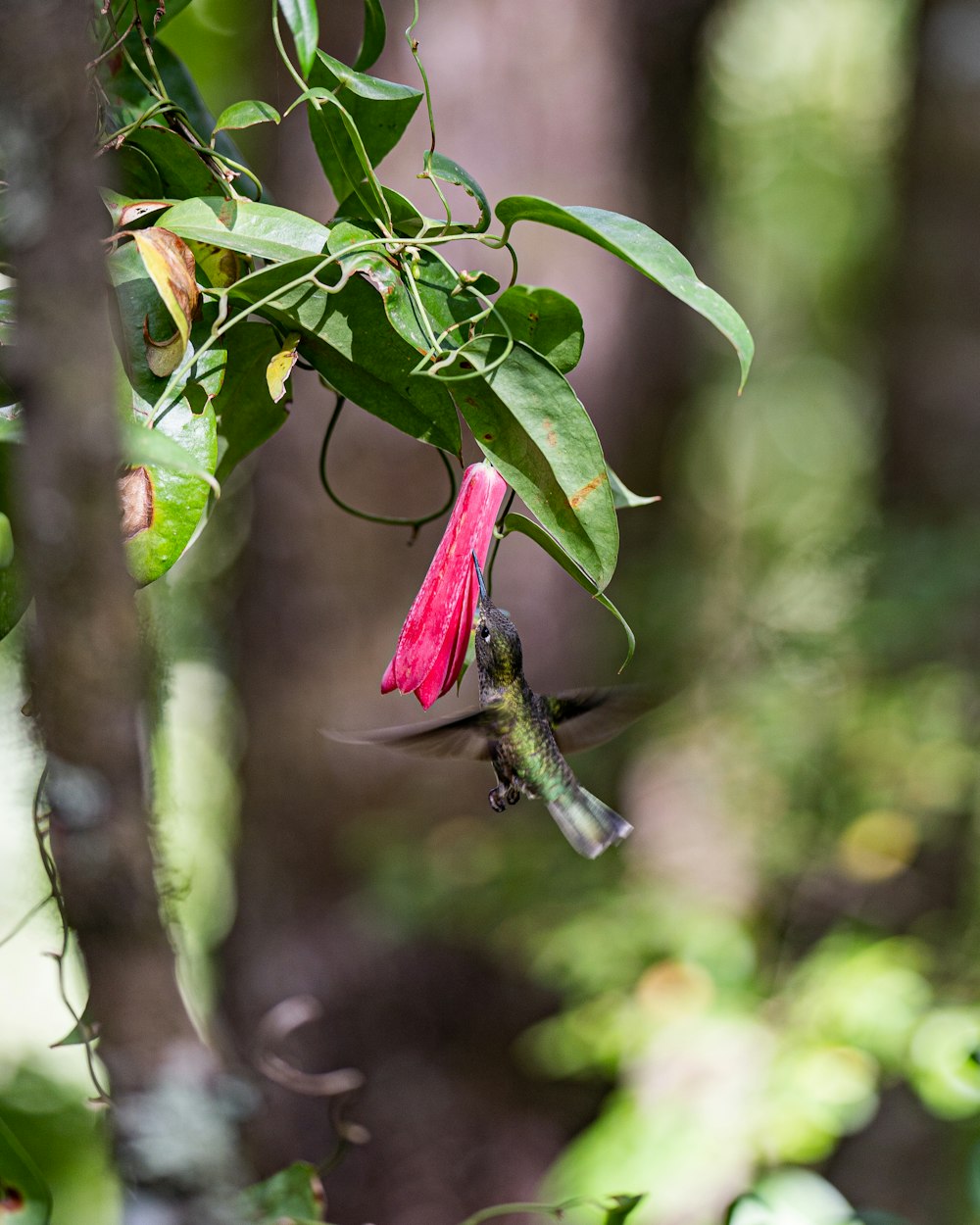 a dragonfly on a branch