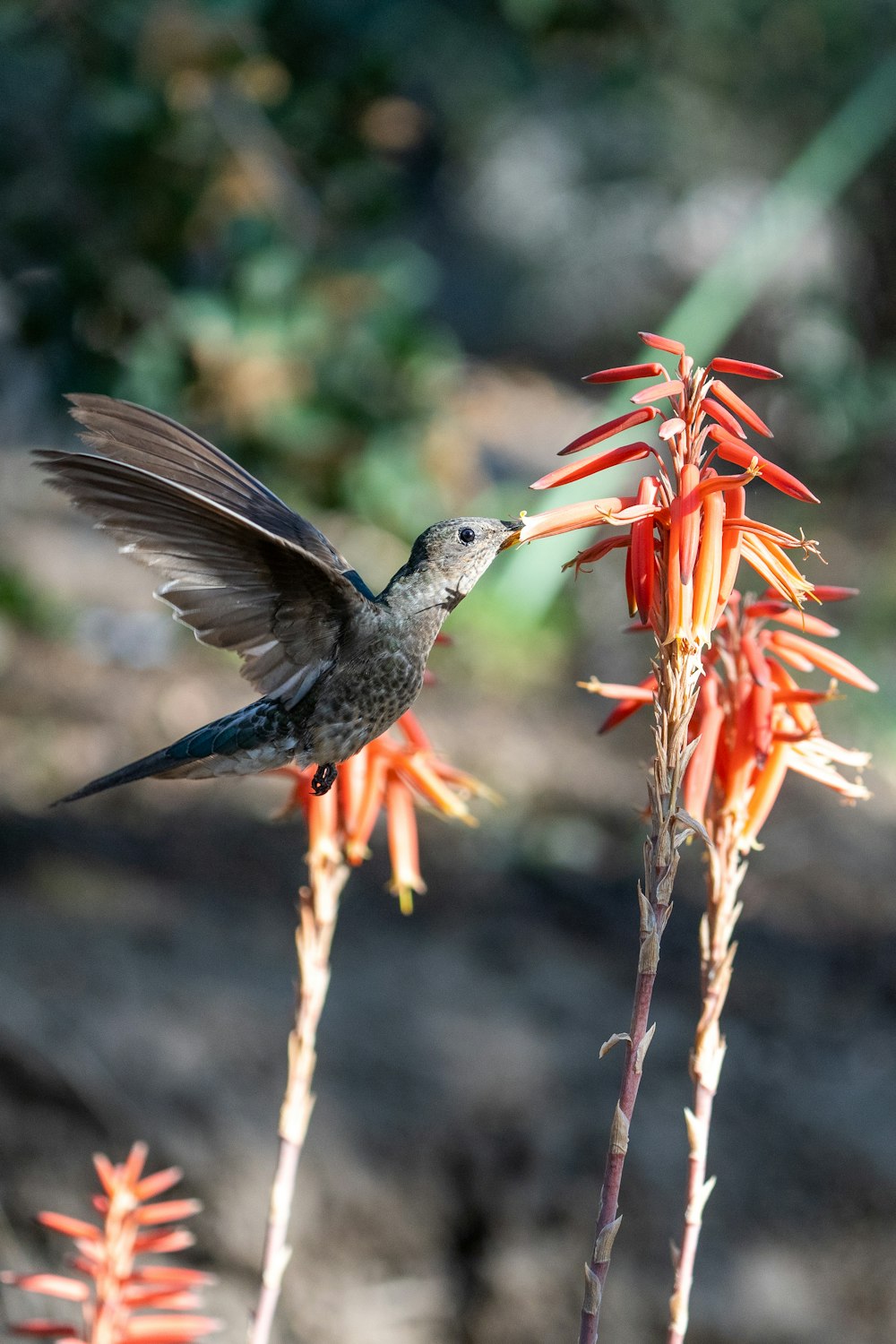 a bird flying over a flower