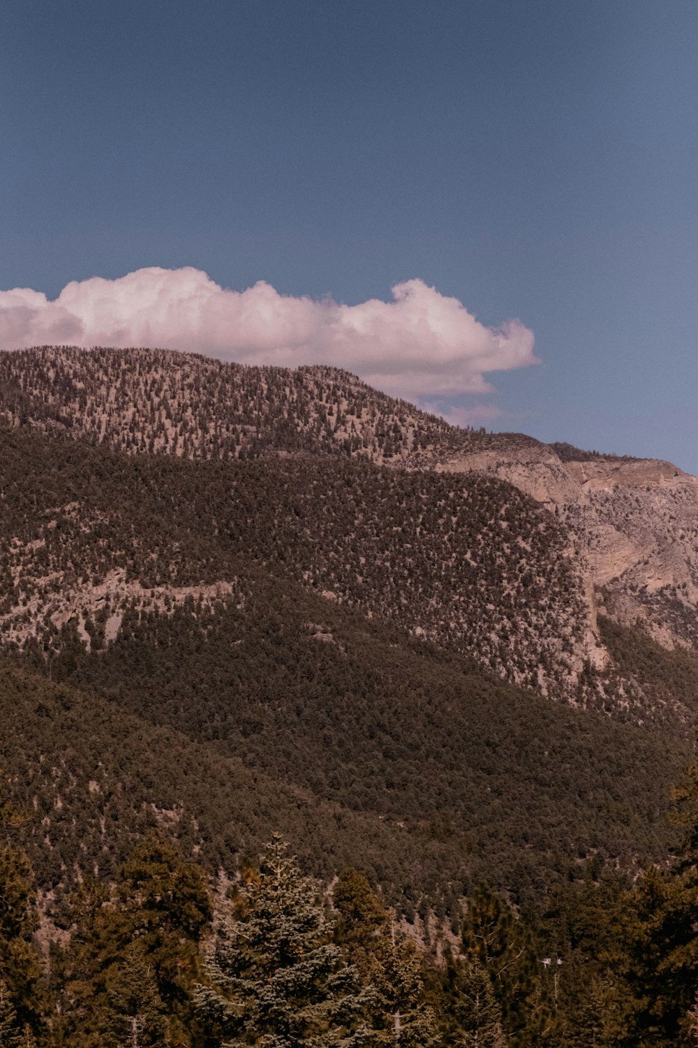 una montagna con alberi su di esso