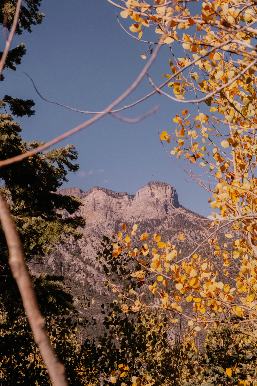 Rocky mountain summit framed by pine branches and golden leaves