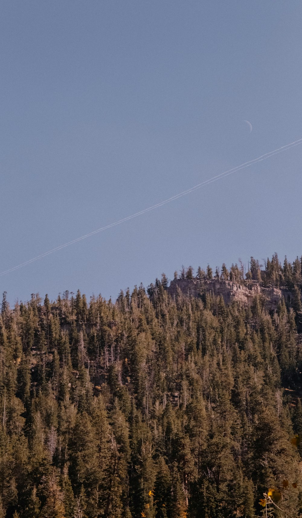 a forest of trees