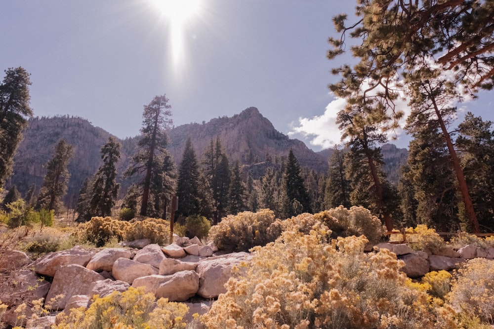 a rocky area with trees and mountains in the background