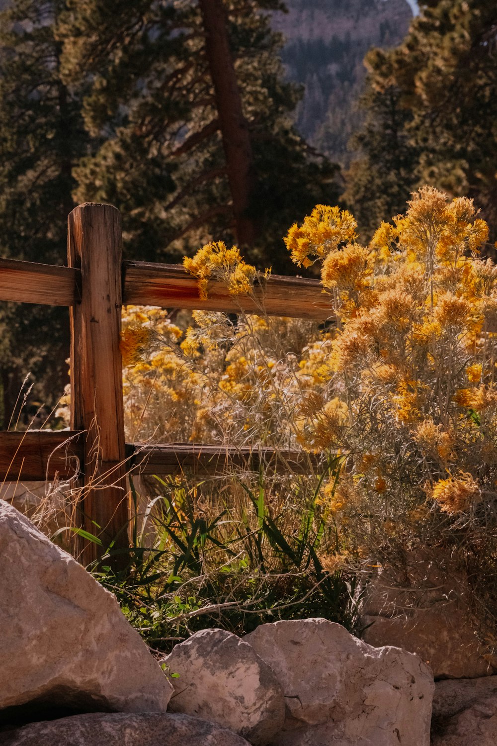 una staccionata di legno con fiori gialli