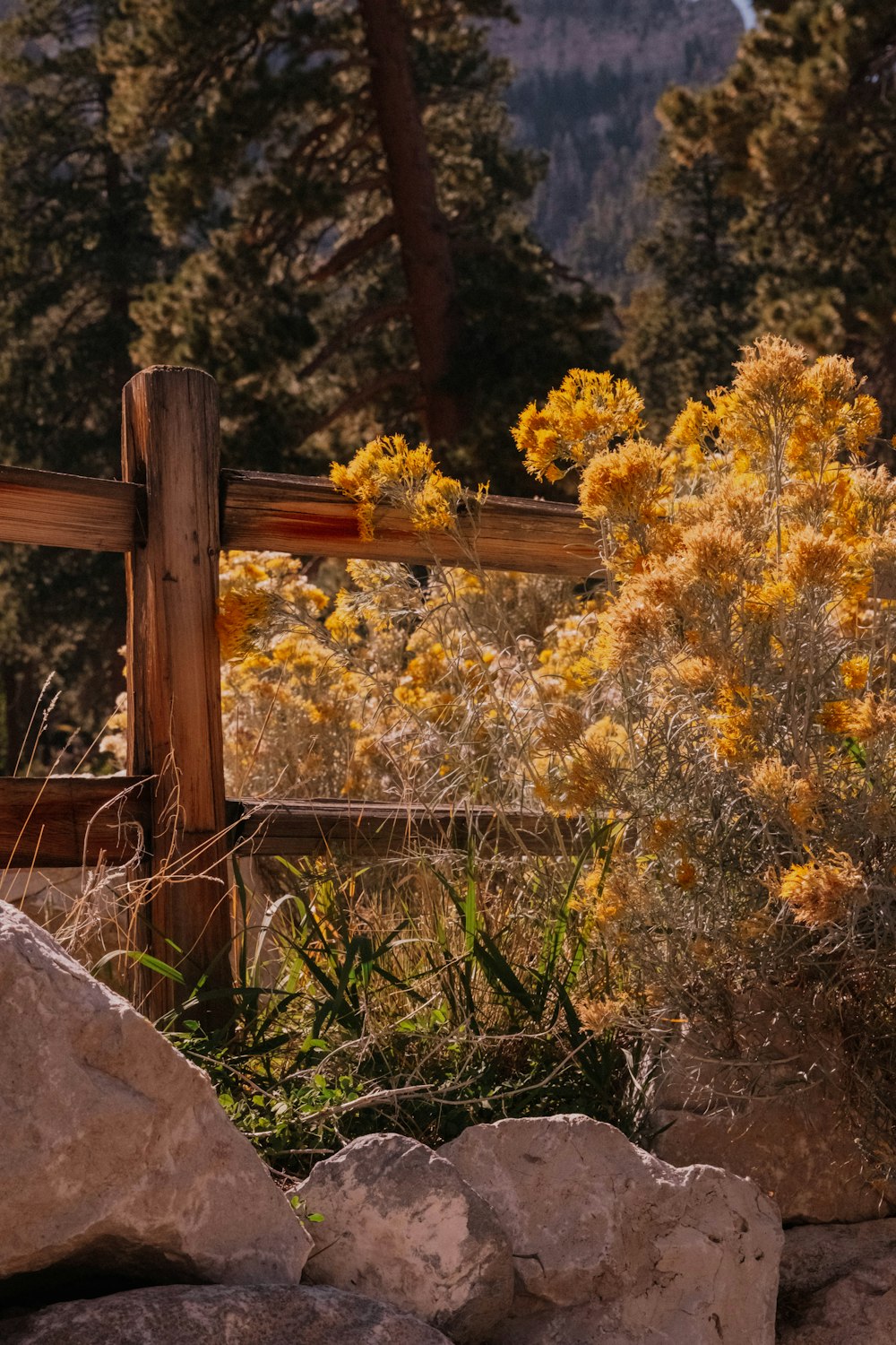 a wooden fence with yellow flowers