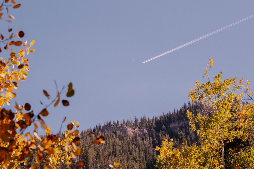 a plane flying over a forest