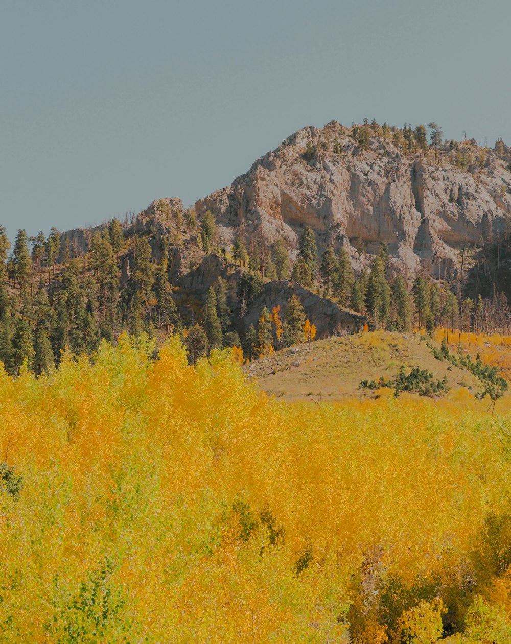 una montagna con alberi ed erba