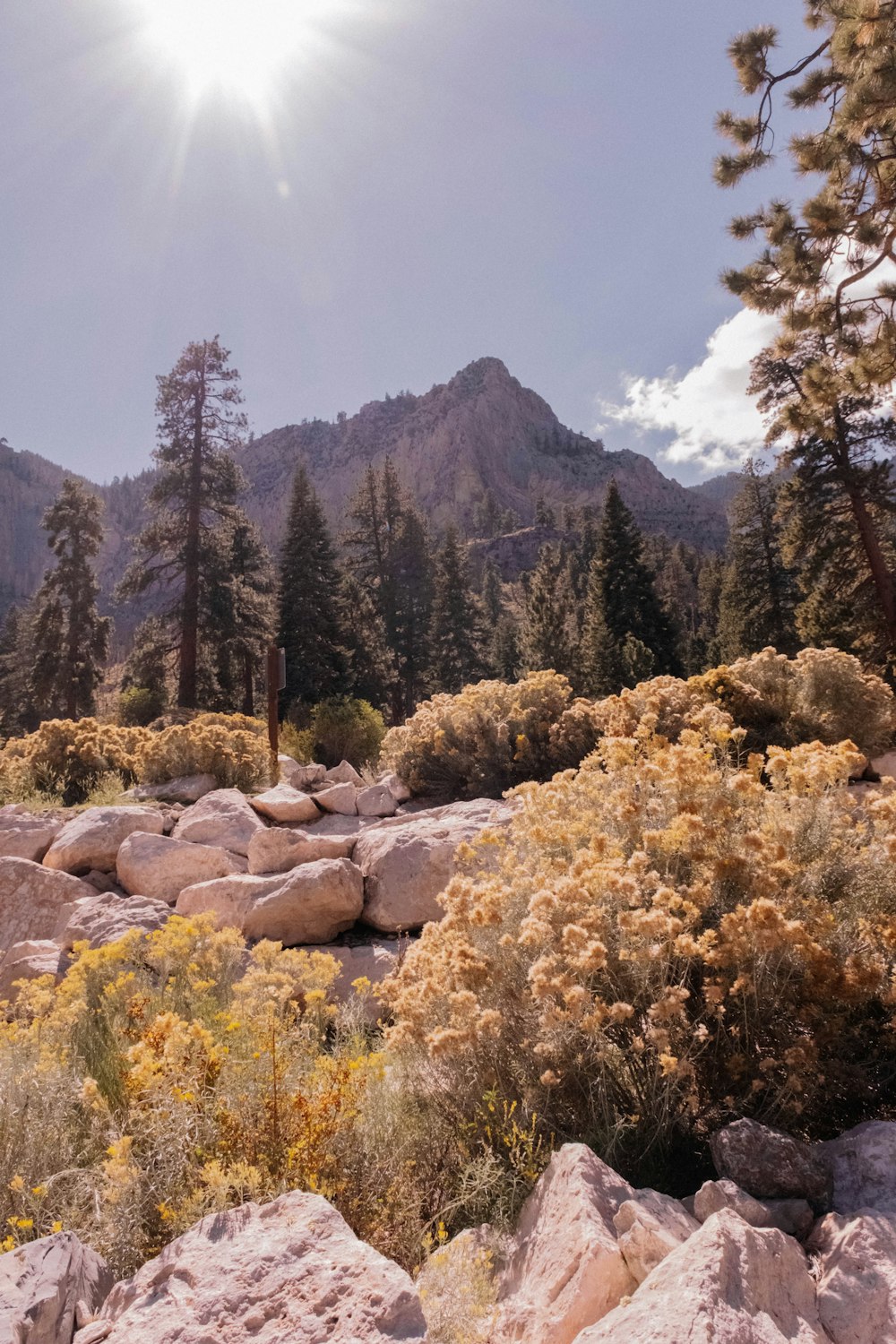 a rocky area with trees and mountains in the background