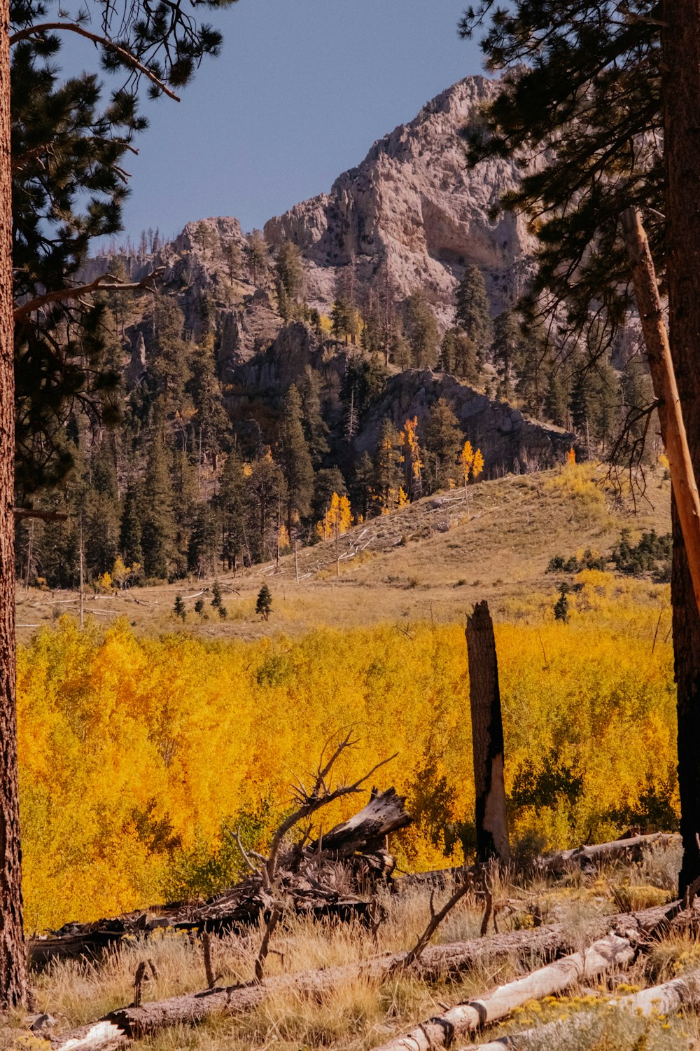 una montagna con alberi ed erba