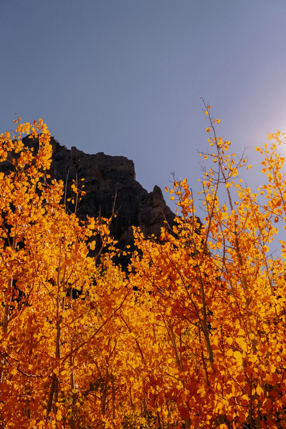 a mountain with yellow leaves