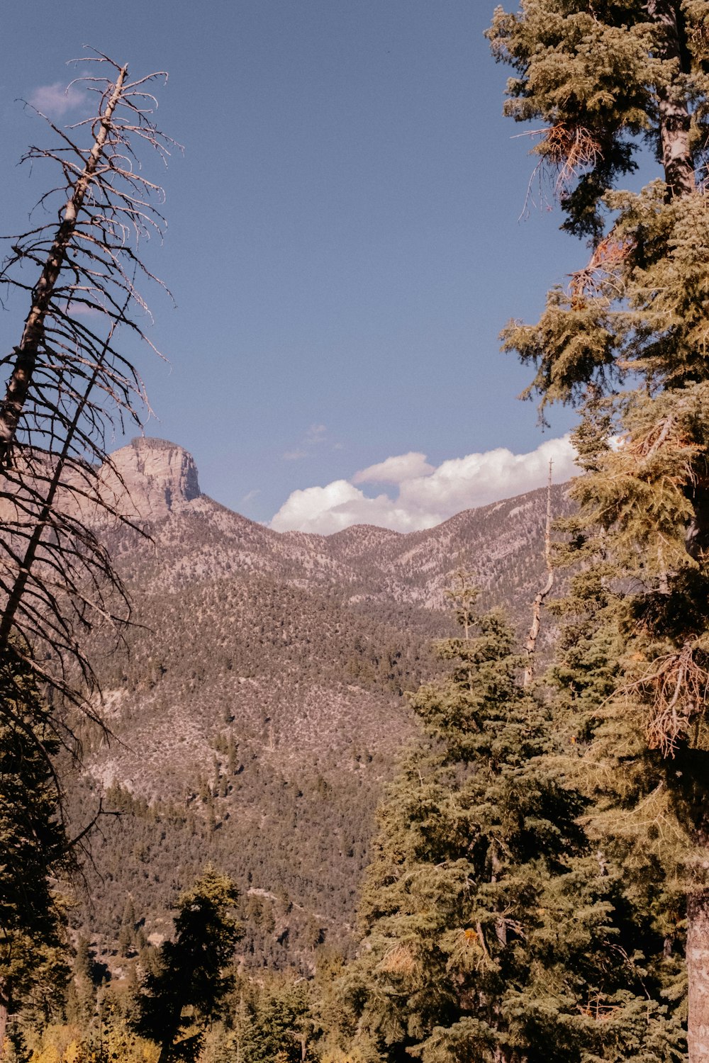 a rocky mountain with trees