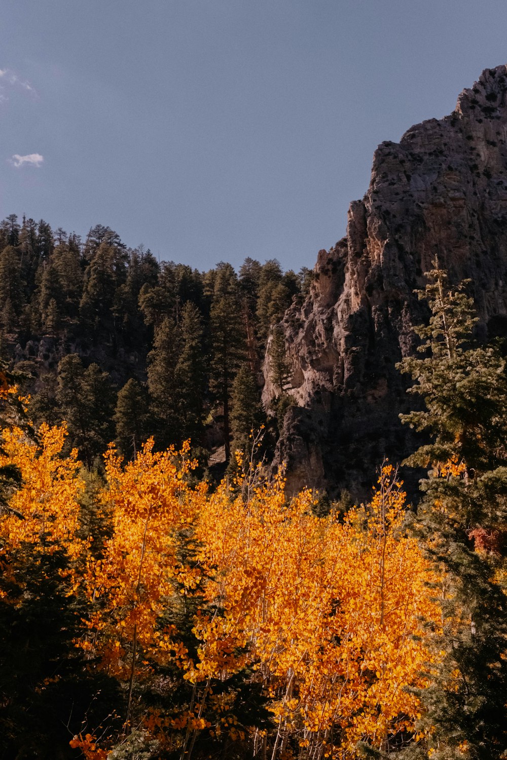 a forest of trees in front of a rocky mountain