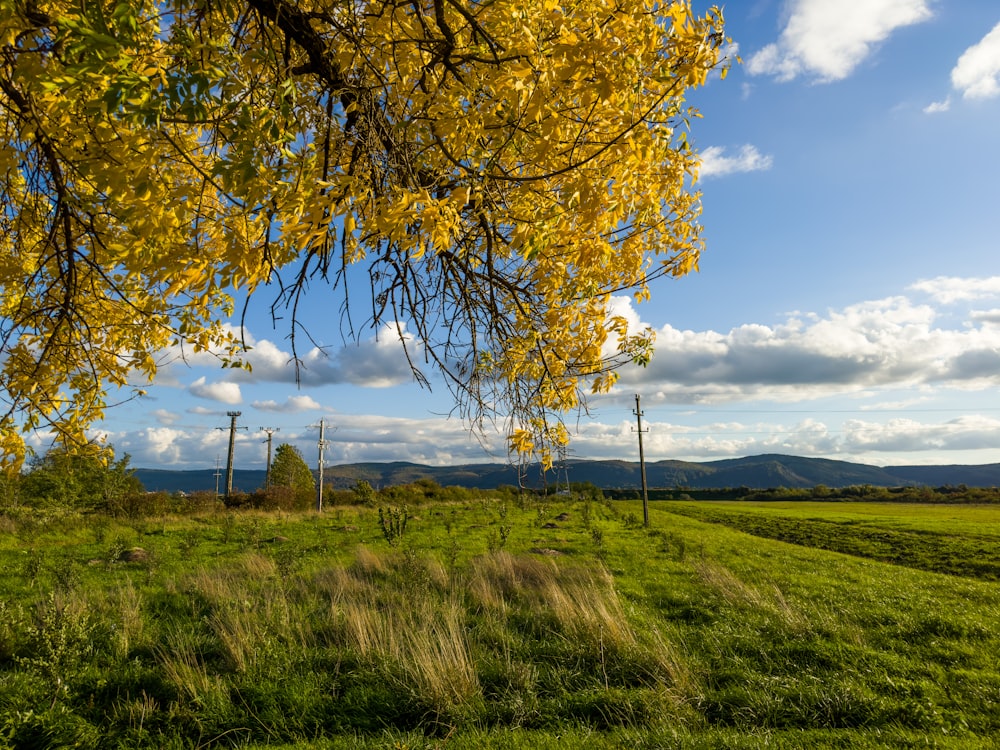 Un árbol en un campo