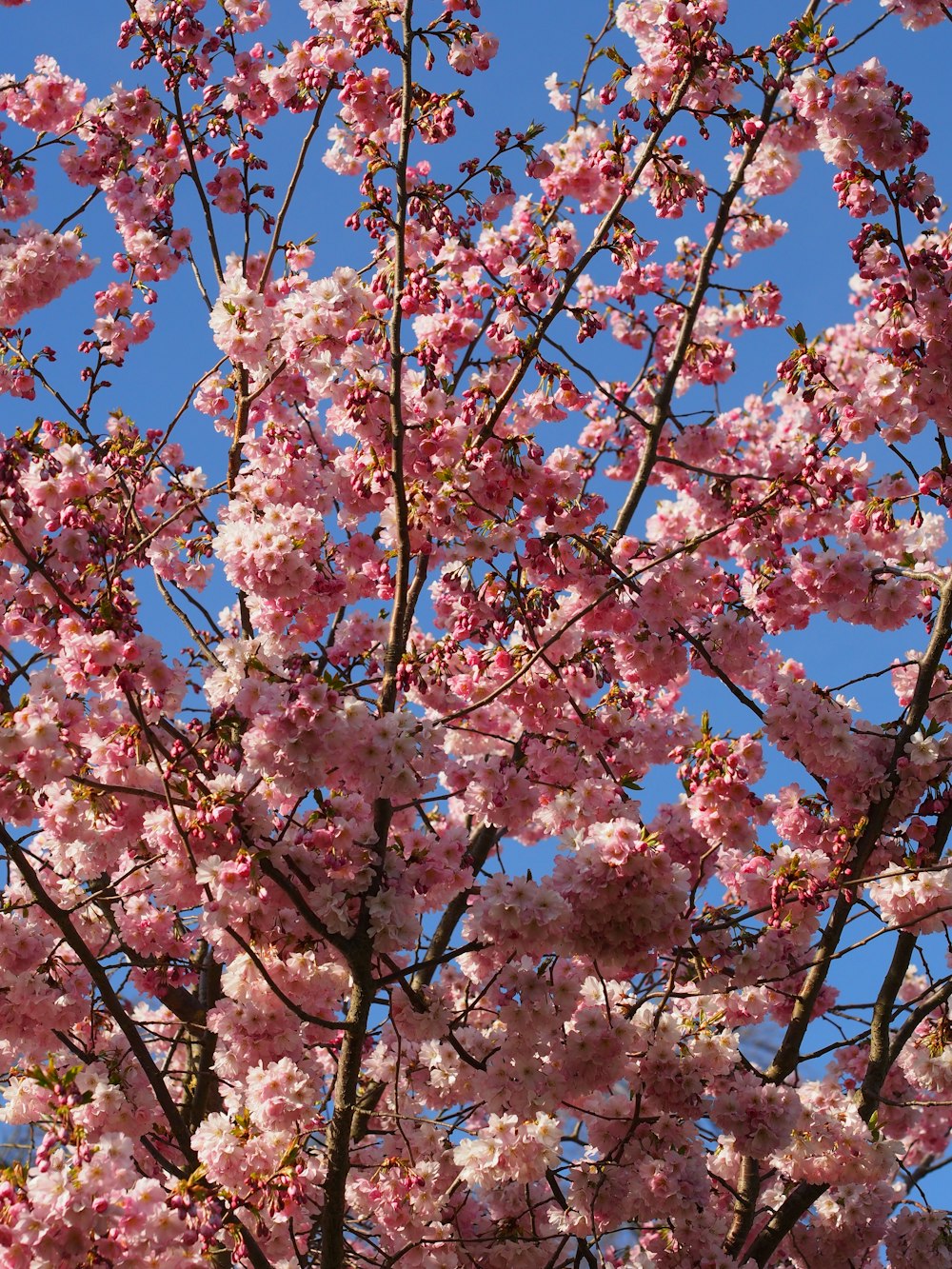 a tree with pink flowers