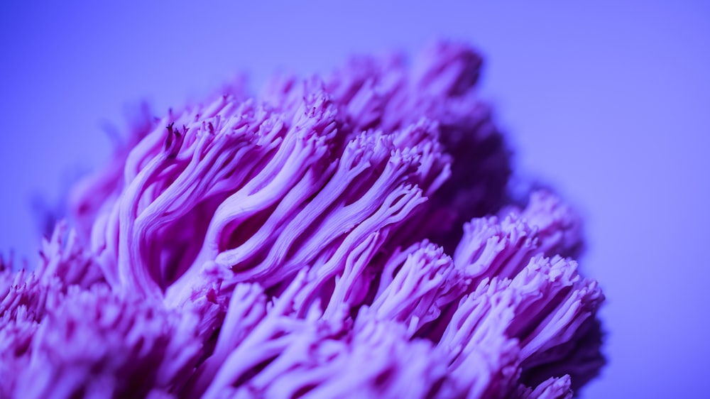 a close up of a purple flower