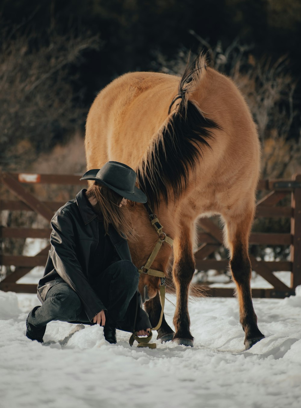 um cavalo e uma pessoa na neve