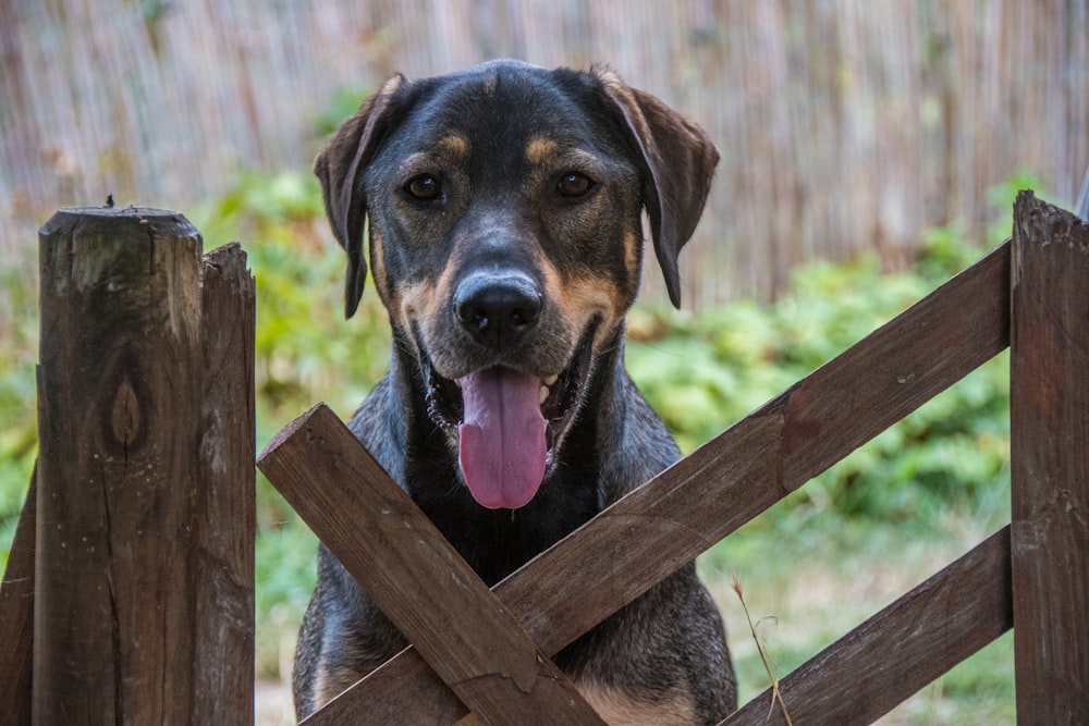 a dog sitting on a wooden fence