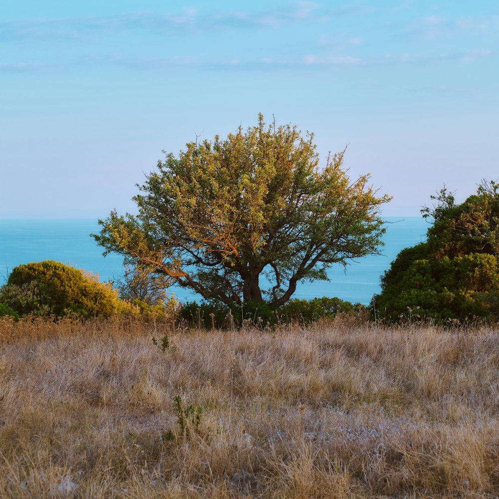 a tree in a field