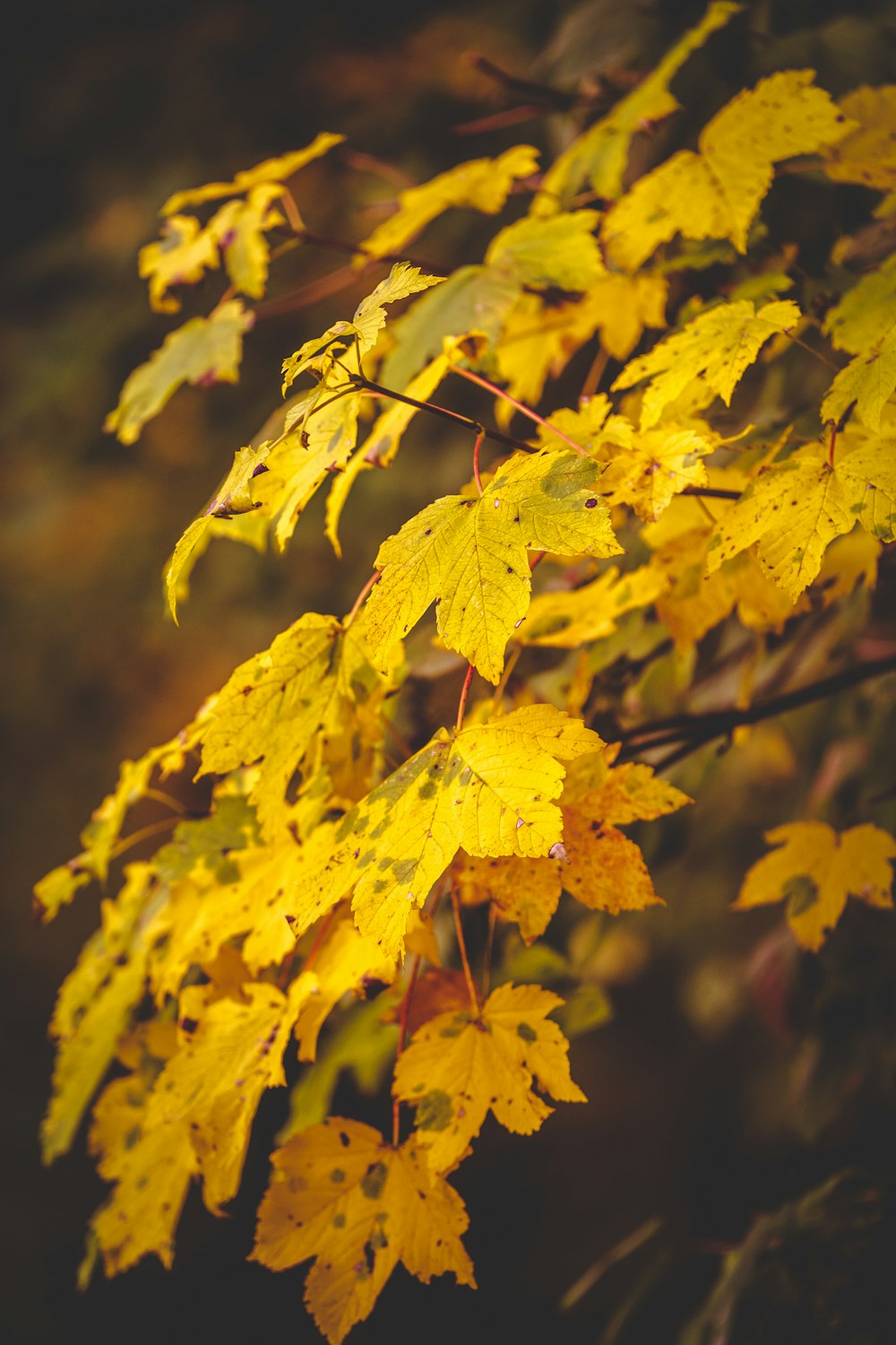 a group of yellow leaves